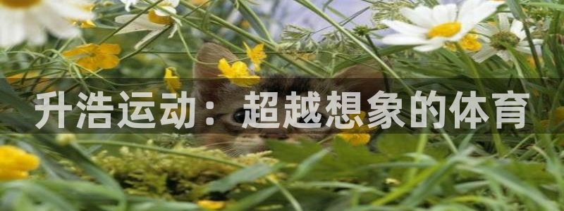 意昂体育4平台假的吗是真的吗吗:升浩运动:超越想象的体育